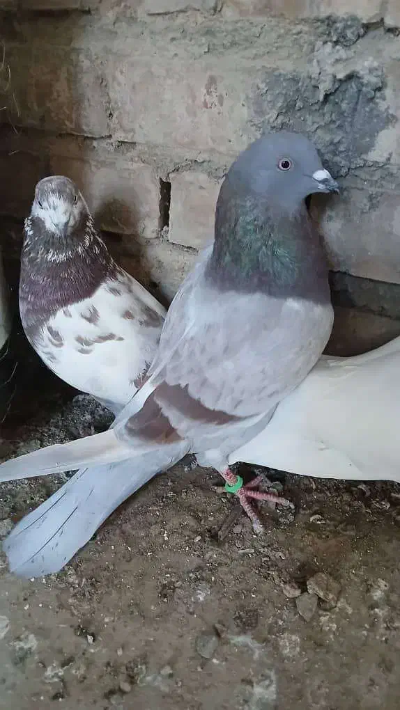 کبوتر تکپر|پرنده|رامیان, |دیوار