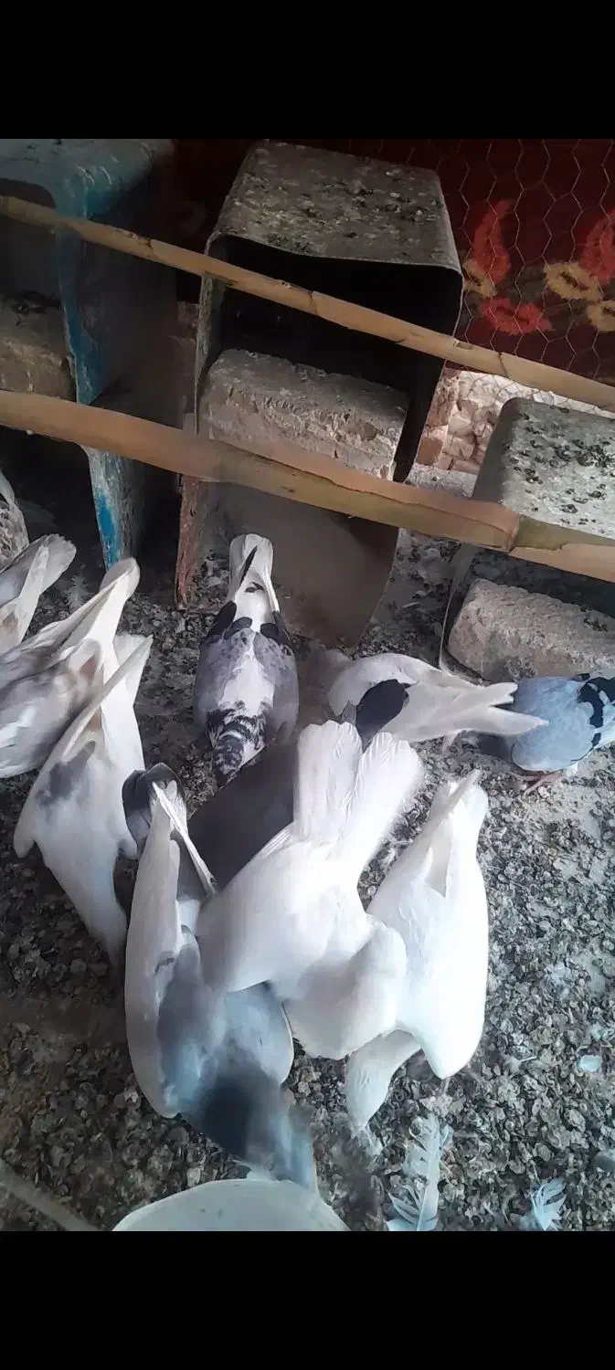 یک کبوتر ابلغ با گلدار گم شده|پرنده|شال, |دیوار