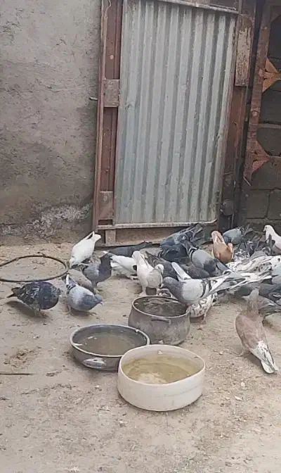 کفتر|پرنده|قنوات, |دیوار