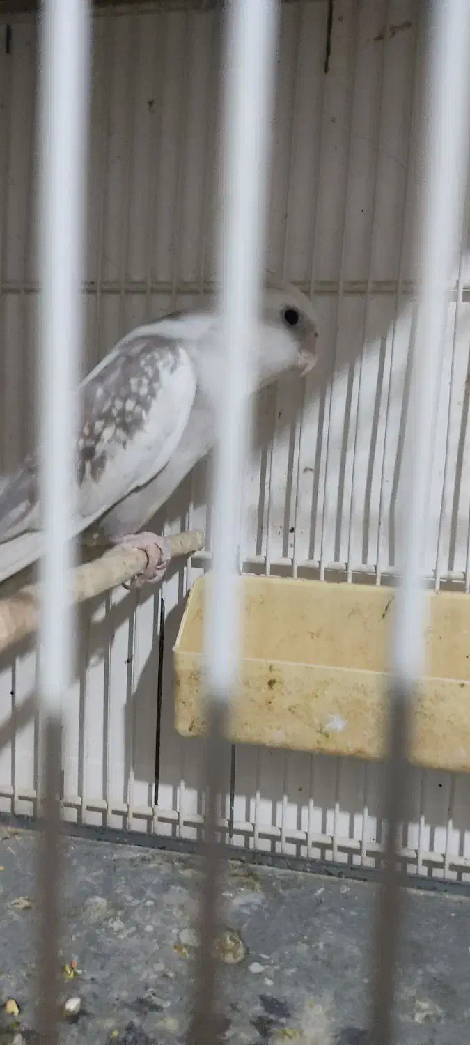 عروس البنو زیبا نر|پرنده|قم, علی آباد سعدگان|دیوار