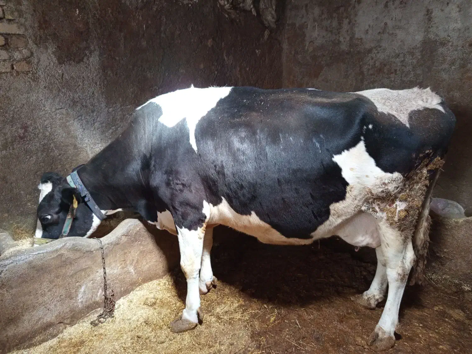 گاو|حیوانات مزرعه|خاوه, |دیوار