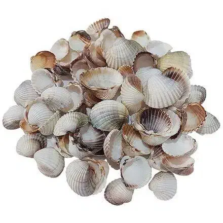 صدف های زیبای ریز|صنایع دستی و سایر لوازم تزئینی|محمودآباد, |دیوار