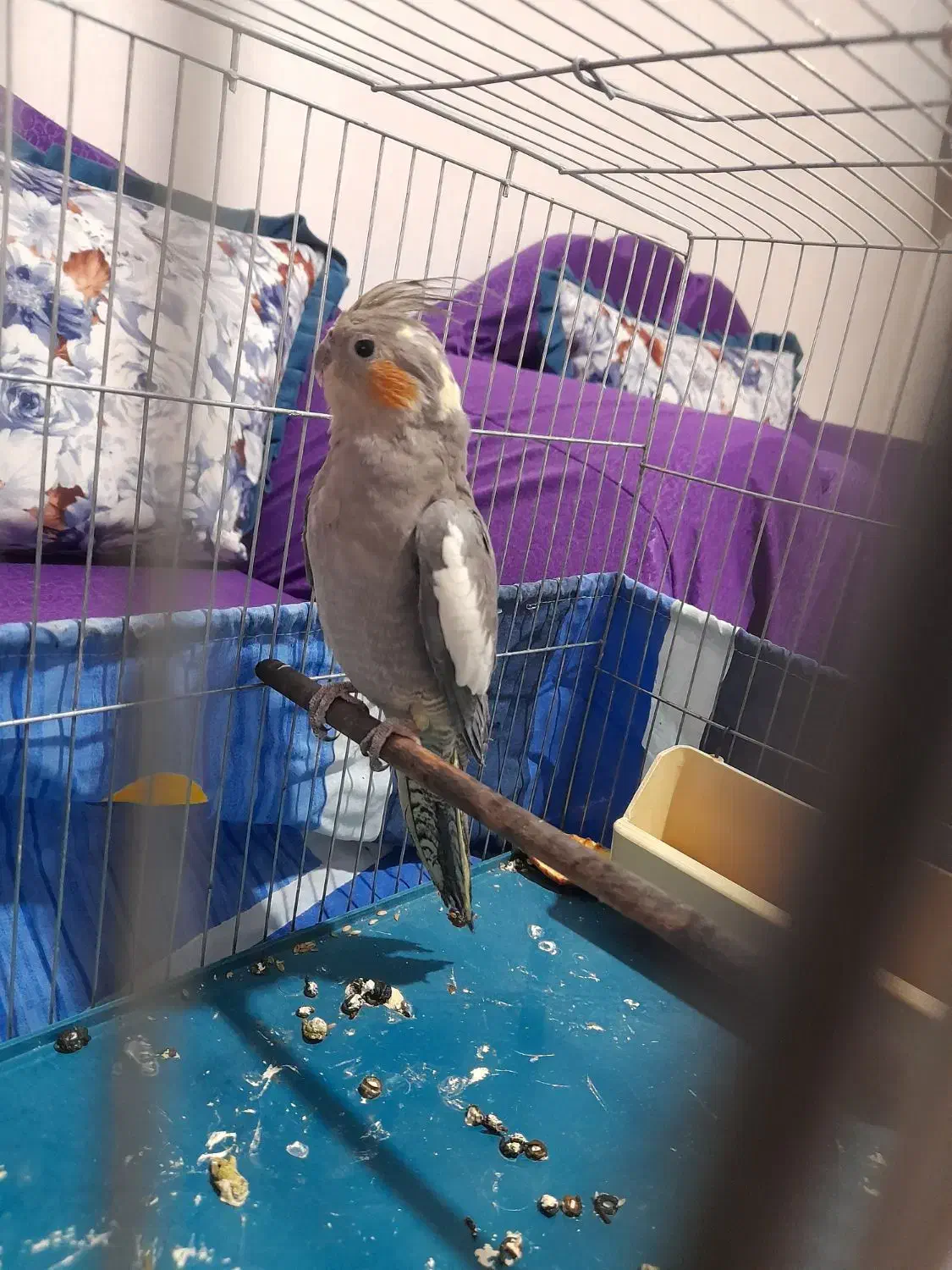 عروس هلندی ماده جوان یک ملیون سالم به شرط|پرنده|شهریار, شهریار|دیوار