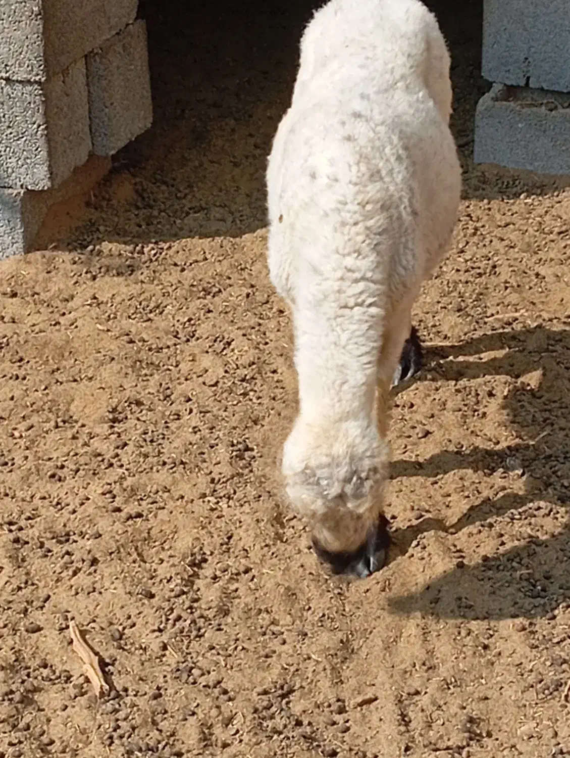 بره ماده|حیوانات مزرعه|قلعه قاضی, |دیوار