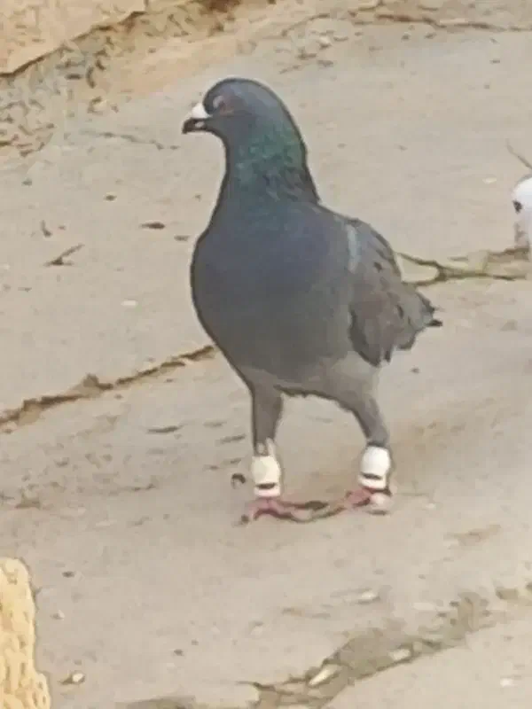 کفتر|حیوانات|بجنورد, |دیوار