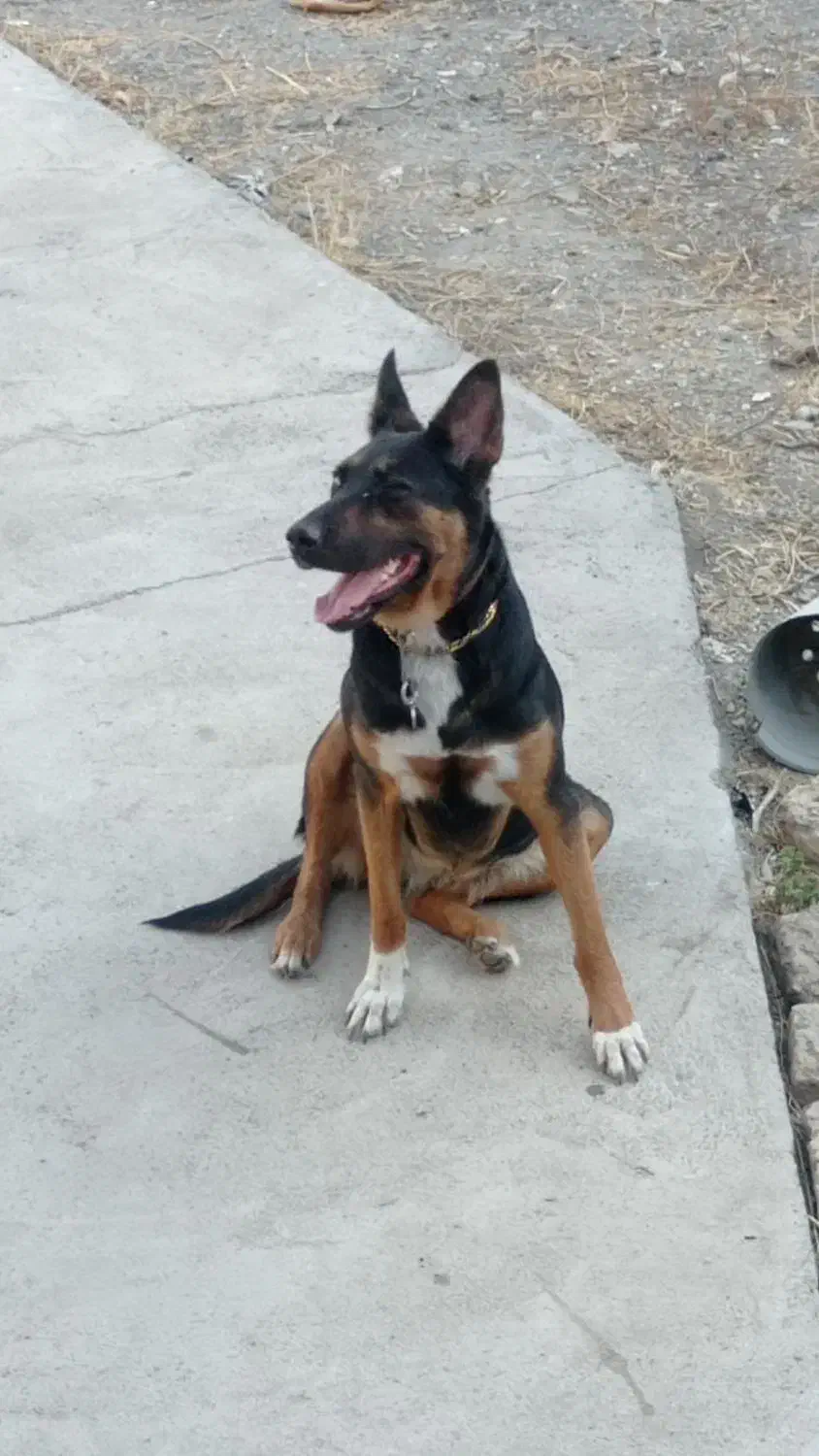 سگ ژرمن شپرد و افغانی اصیل،واگذاری|سگ|مشهد, ویلاشهر|دیوار