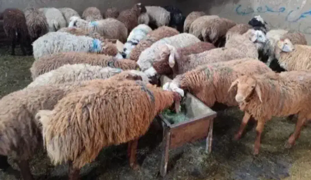 گوسفند و بره بز و تی بز|حیوانات مزرعه|خرمآباد, |دیوار