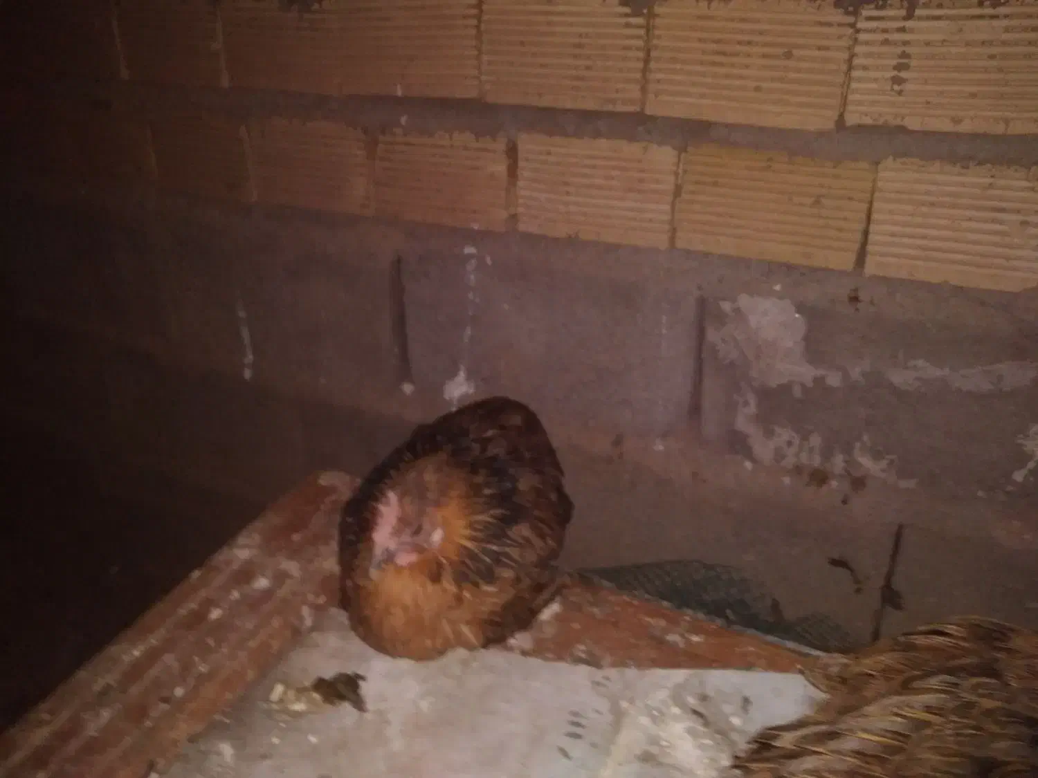 ۶ عدد مرغ تخم گذار لری اصل و یه خروس|حیوانات مزرعه|رومشکان, |دیوار