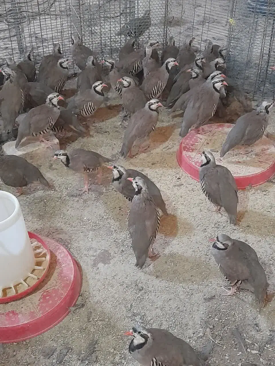 جوجه ۵۰ روزه|حیوانات مزرعه|قم, وادی السلام|دیوار