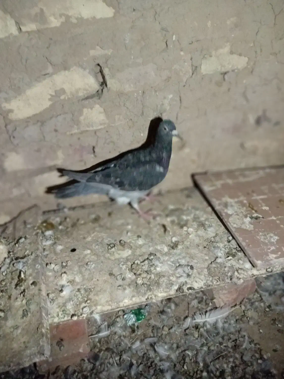 ۷ جوانه پرشی|پرنده|بیرجند, |دیوار