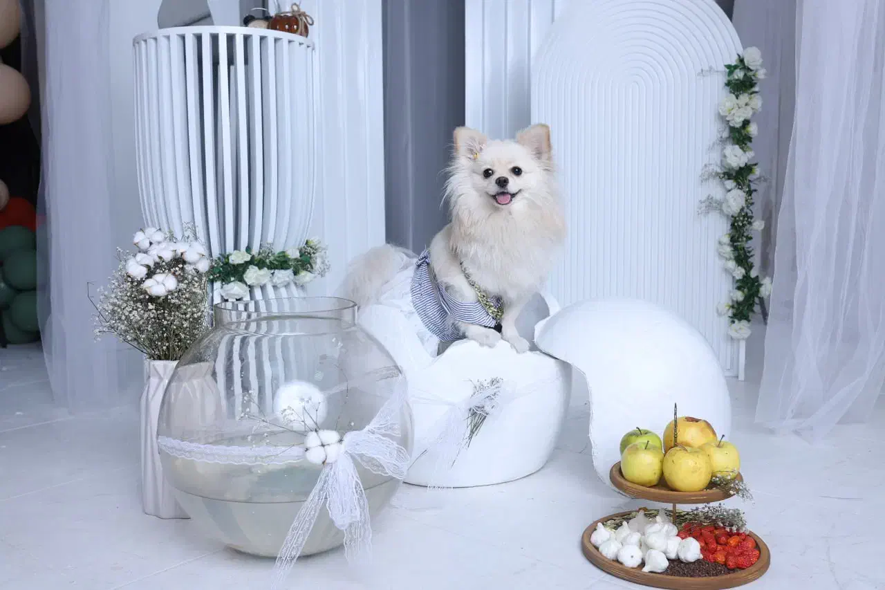 سگ پامرانین روباهی سایز ریز|سگ|چهاردانگه (تهران), |دیوار