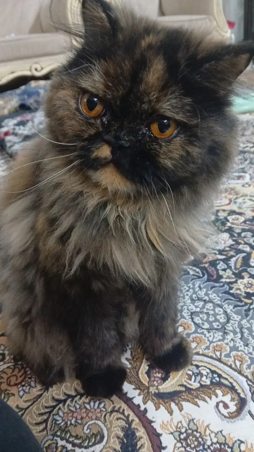 گربه بیرتیش پرشین|گربه|مرند, |دیوار