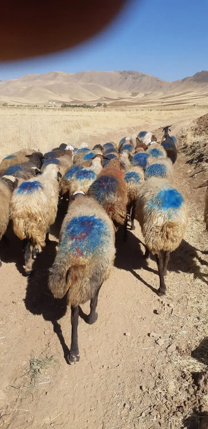 ۳۵راس گوسفند داشتی ۲زایده مابقی آبستن سنگین|حیوانات مزرعه|بهار, |دیوار