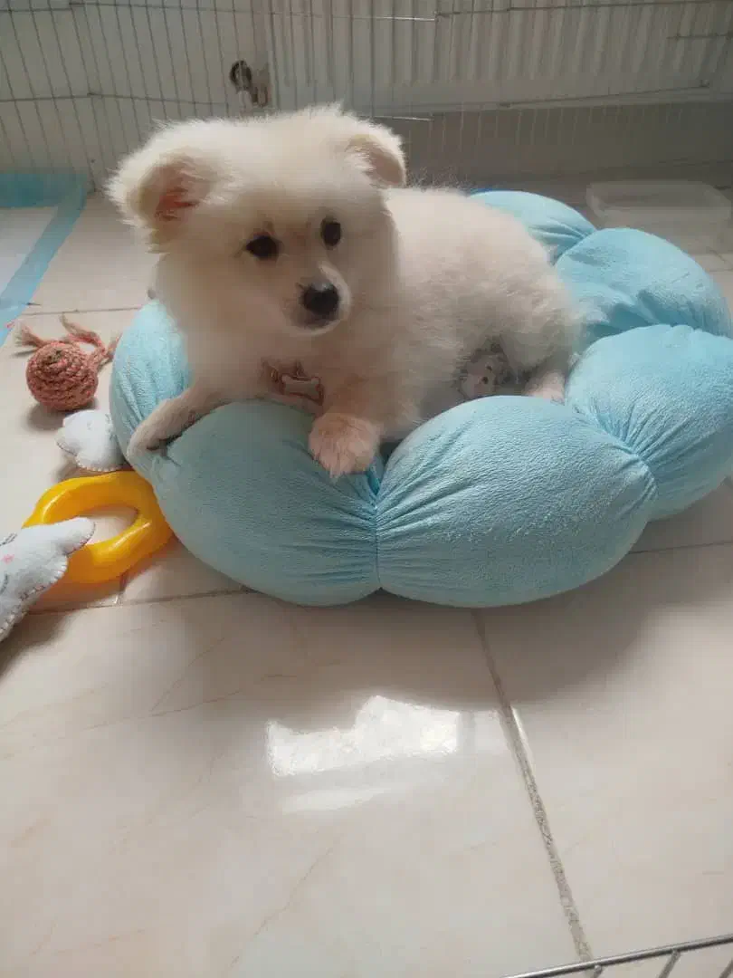 عروسکی|سگ|خرم‌آباد, |دیوار