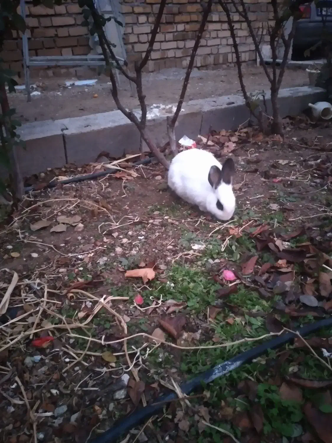 خرگوش|موش و خرگوش|کرمانشاه, |دیوار