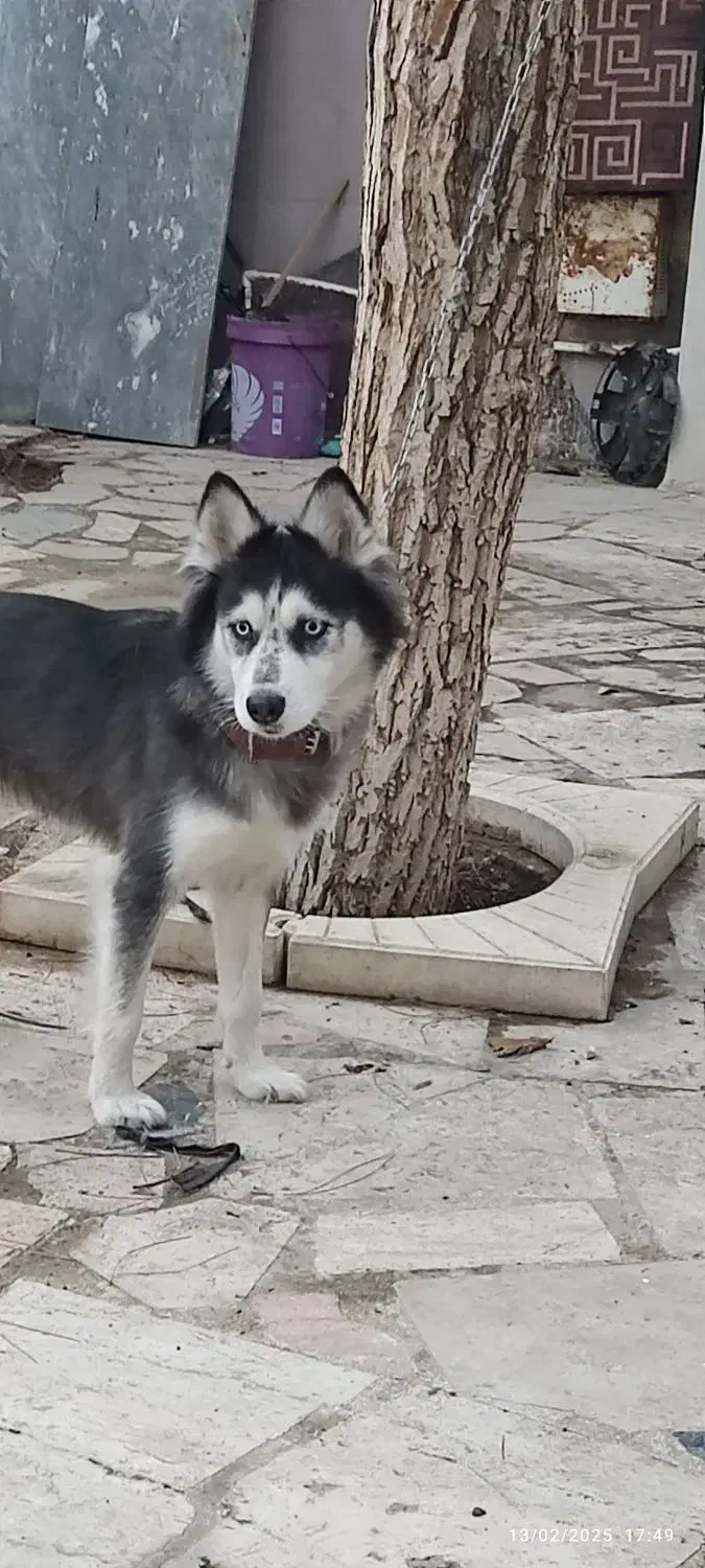 واگذاری هاسکی|سگ|چهارباغ, |دیوار