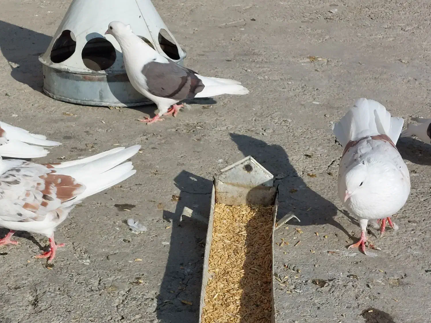 گرده دار|پرنده|بروجرد, |دیوار