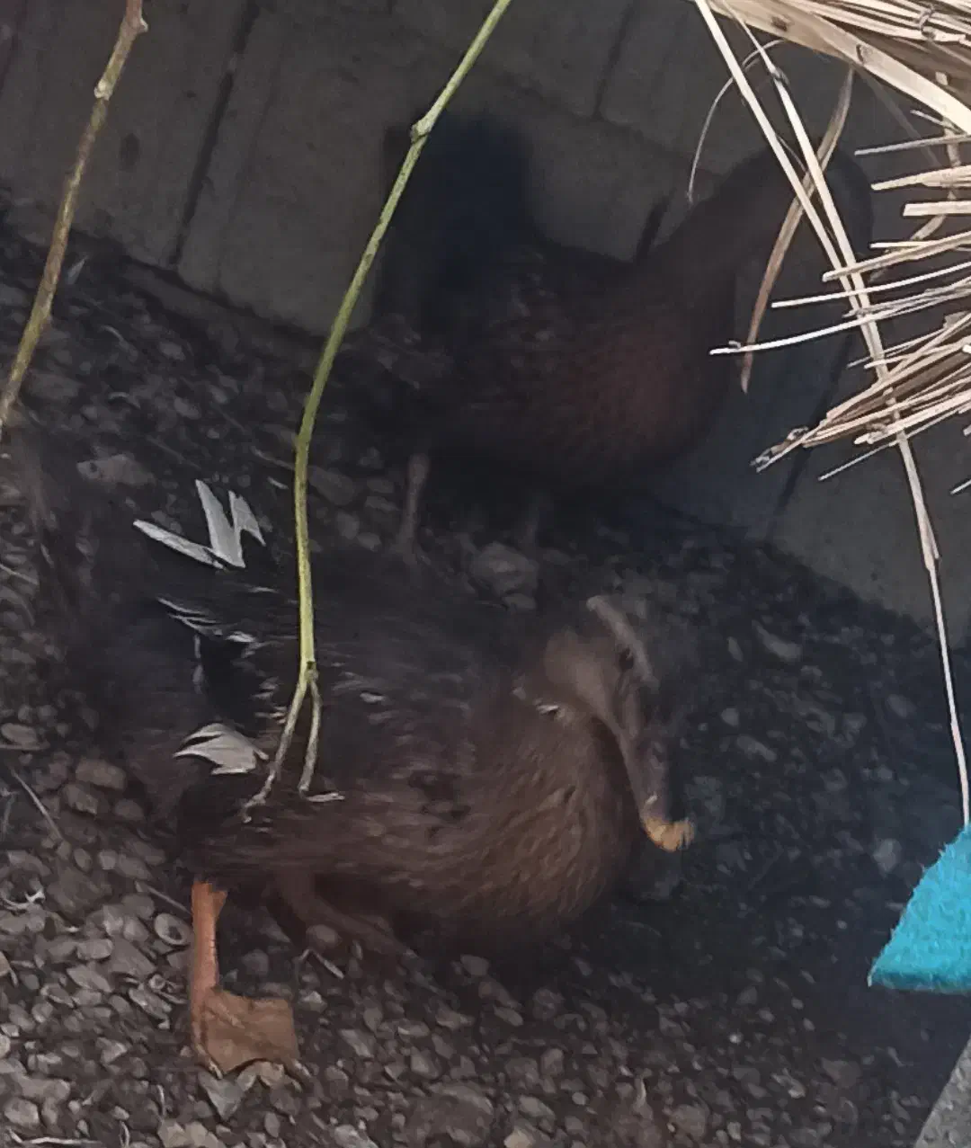 اردک|حیوانات مزرعه|وحدتیه, |دیوار