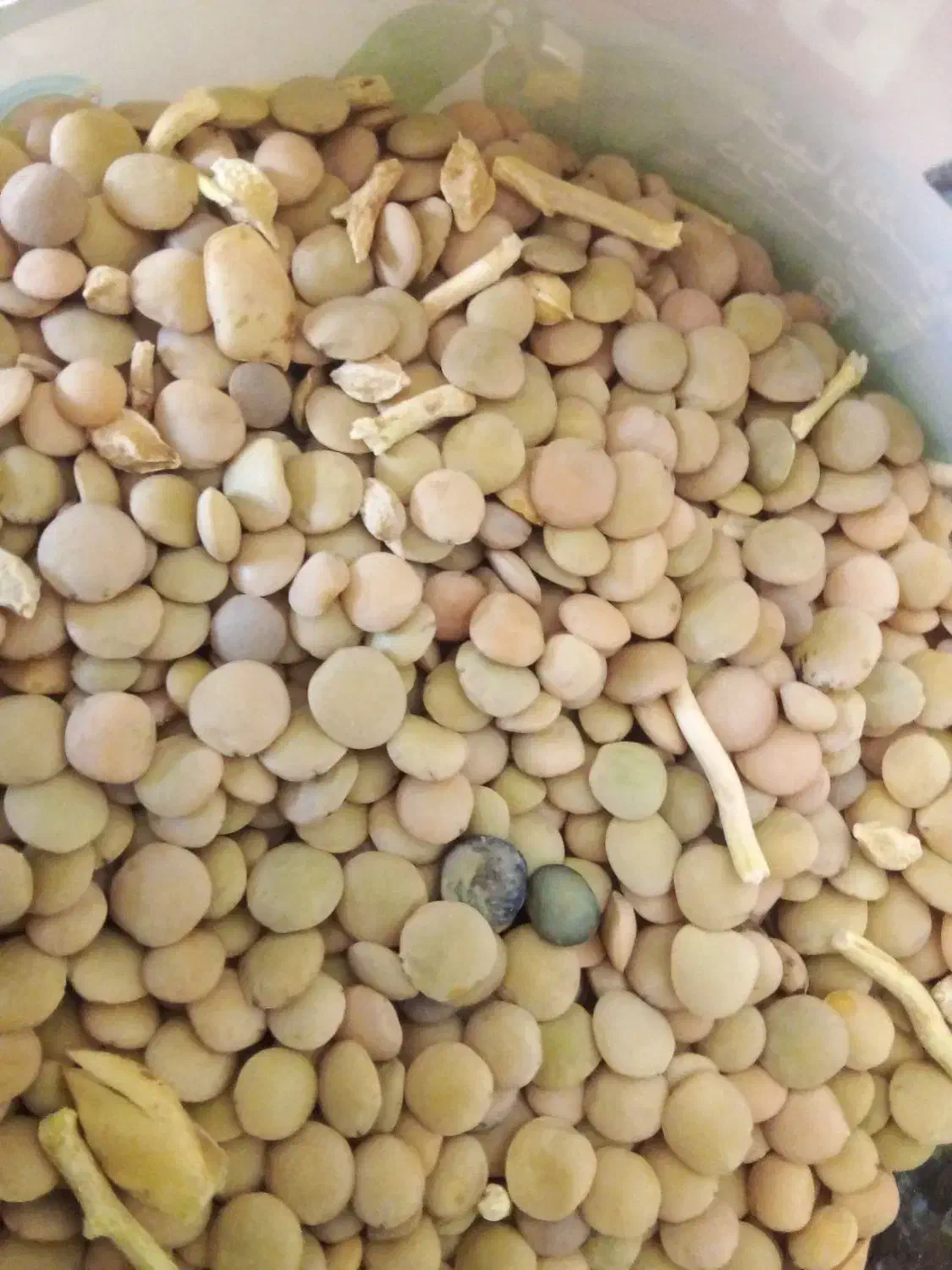 عدس تازه درجه یک خرده عمده|خوردنی و آشامیدنی|قیدار, |دیوار