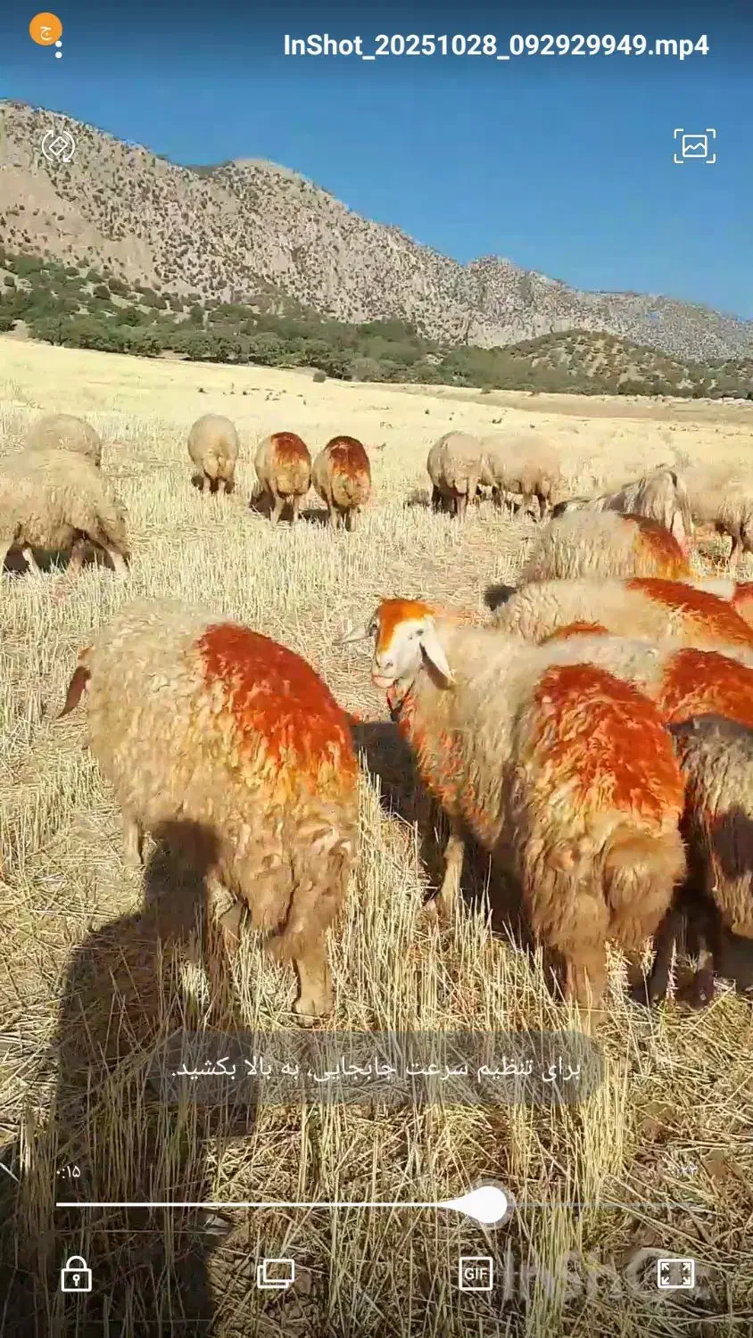 میش|حیوانات مزرعه|گوآور, |دیوار