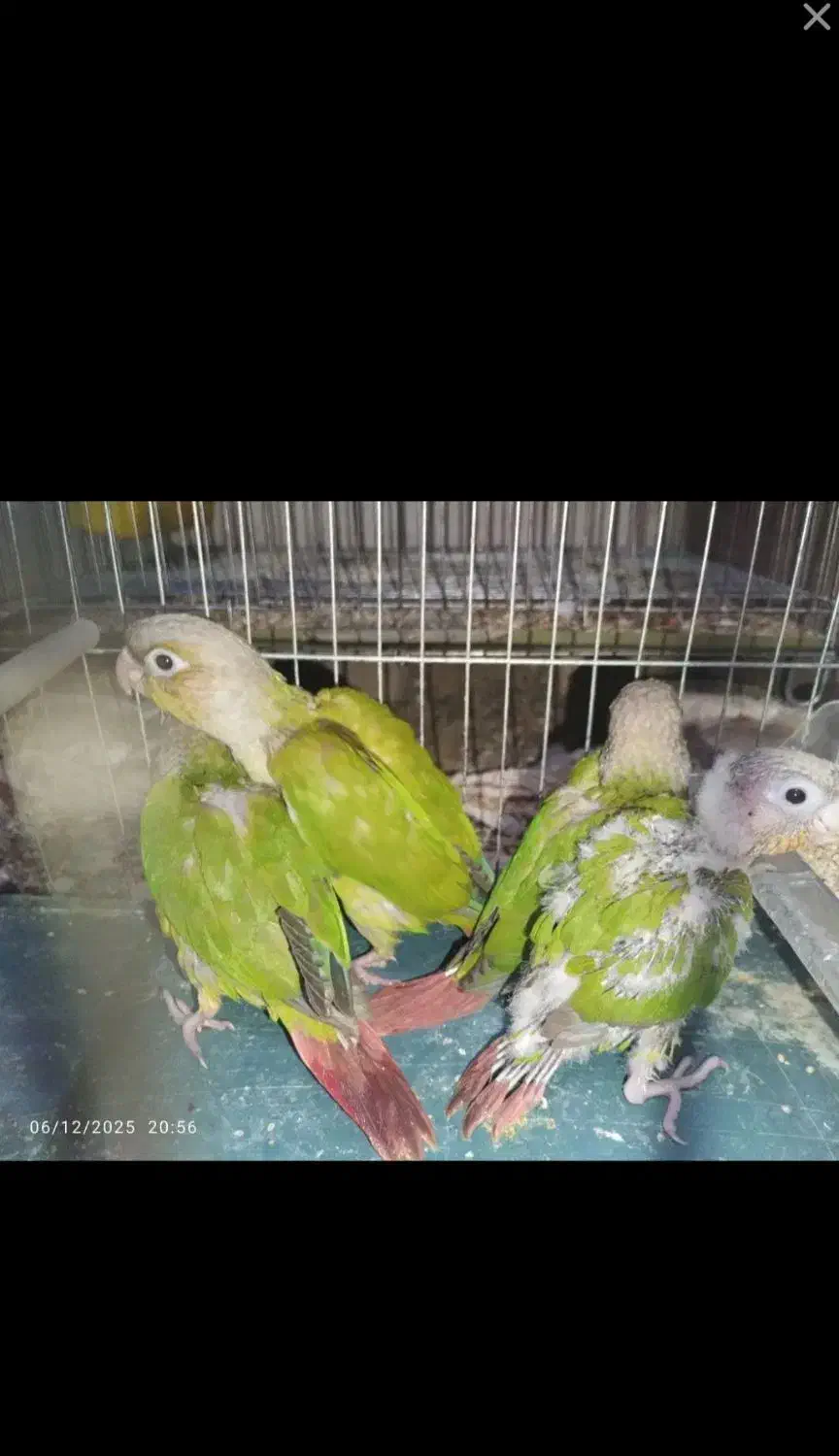 گرینچیک|پرنده|بروجرد, |دیوار