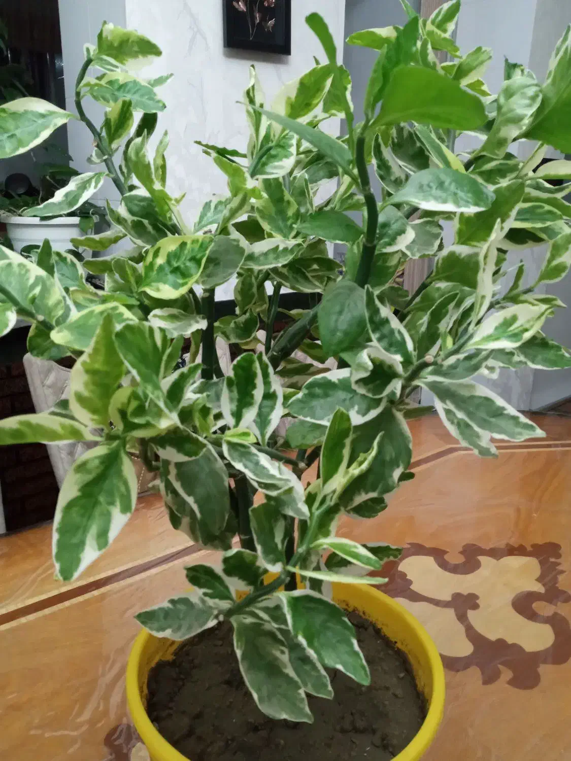 حراج شمعدانی و پدیلانتوس|گل و گیاه طبیعی|ارومیه, |دیوار