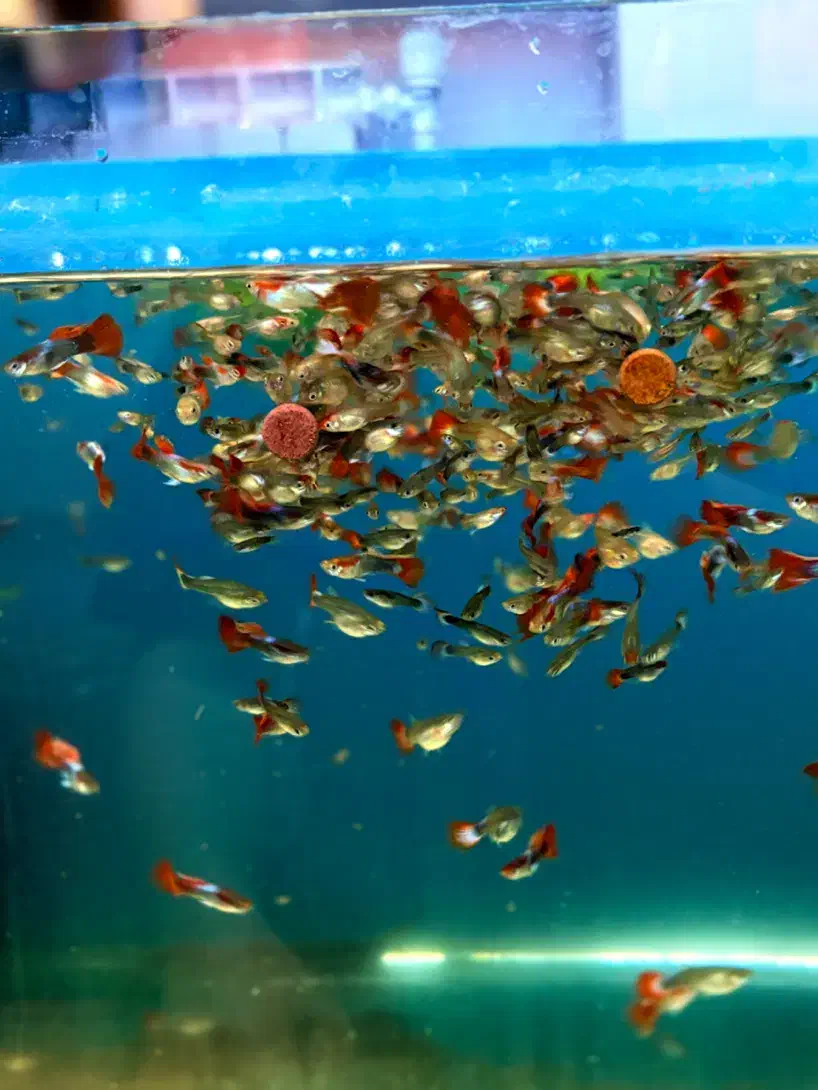 گوپی کوی بالن|ماهی|تهران, میدان ولیعصر|دیوار