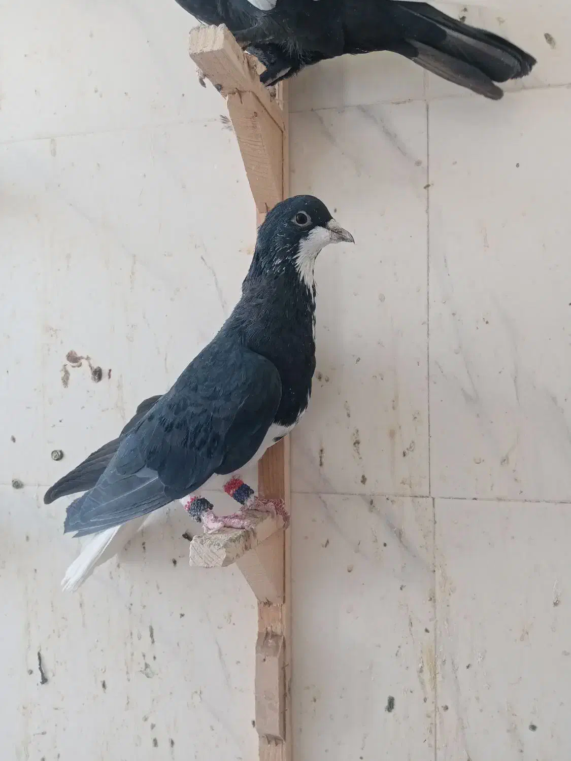 کفتر فروشی|پرنده|شیراز, حجت آباد|دیوار