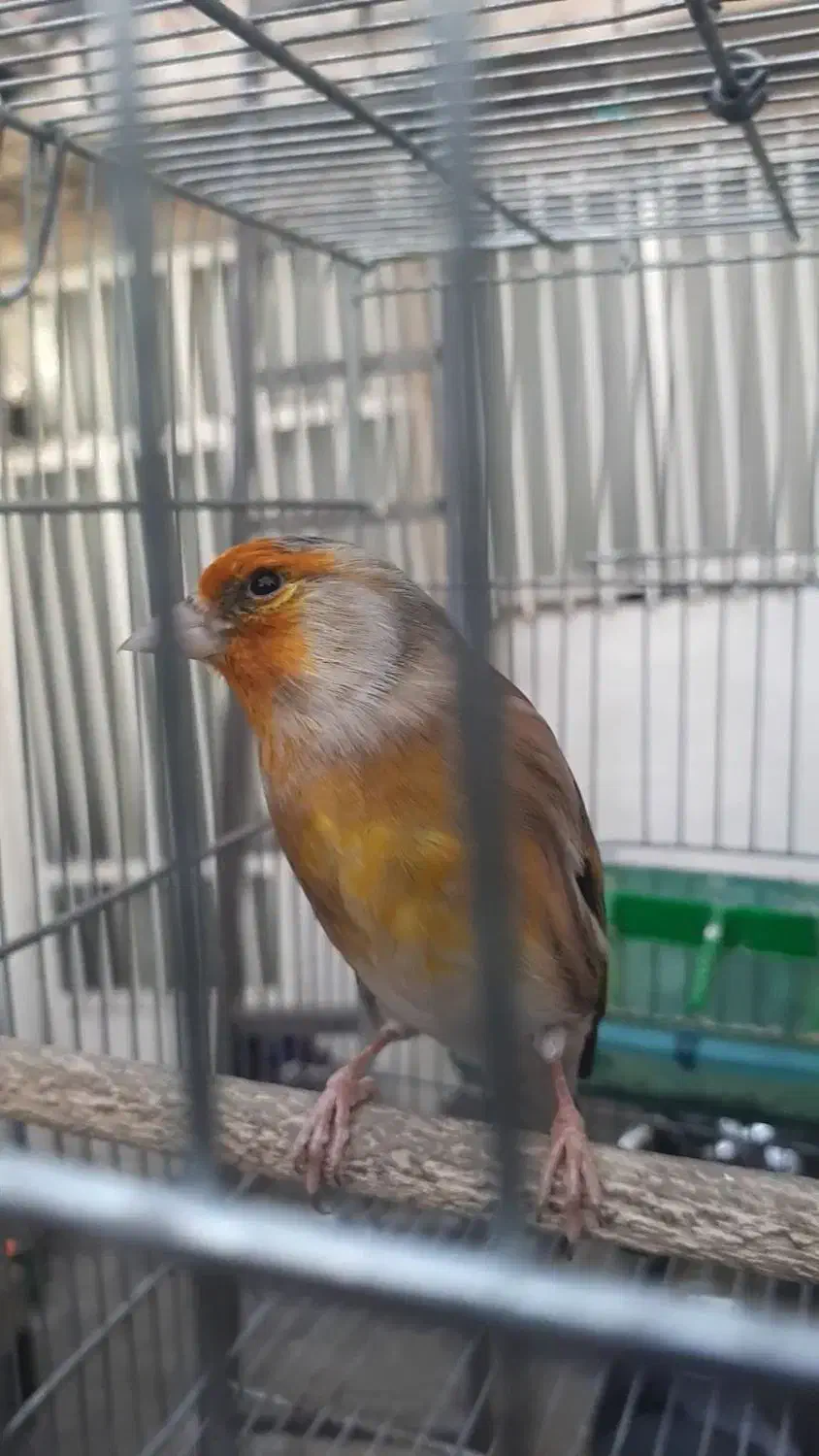 سره قناری روب مستی درشت خوش رنگ|پرنده|تهران, مشیریه|دیوار