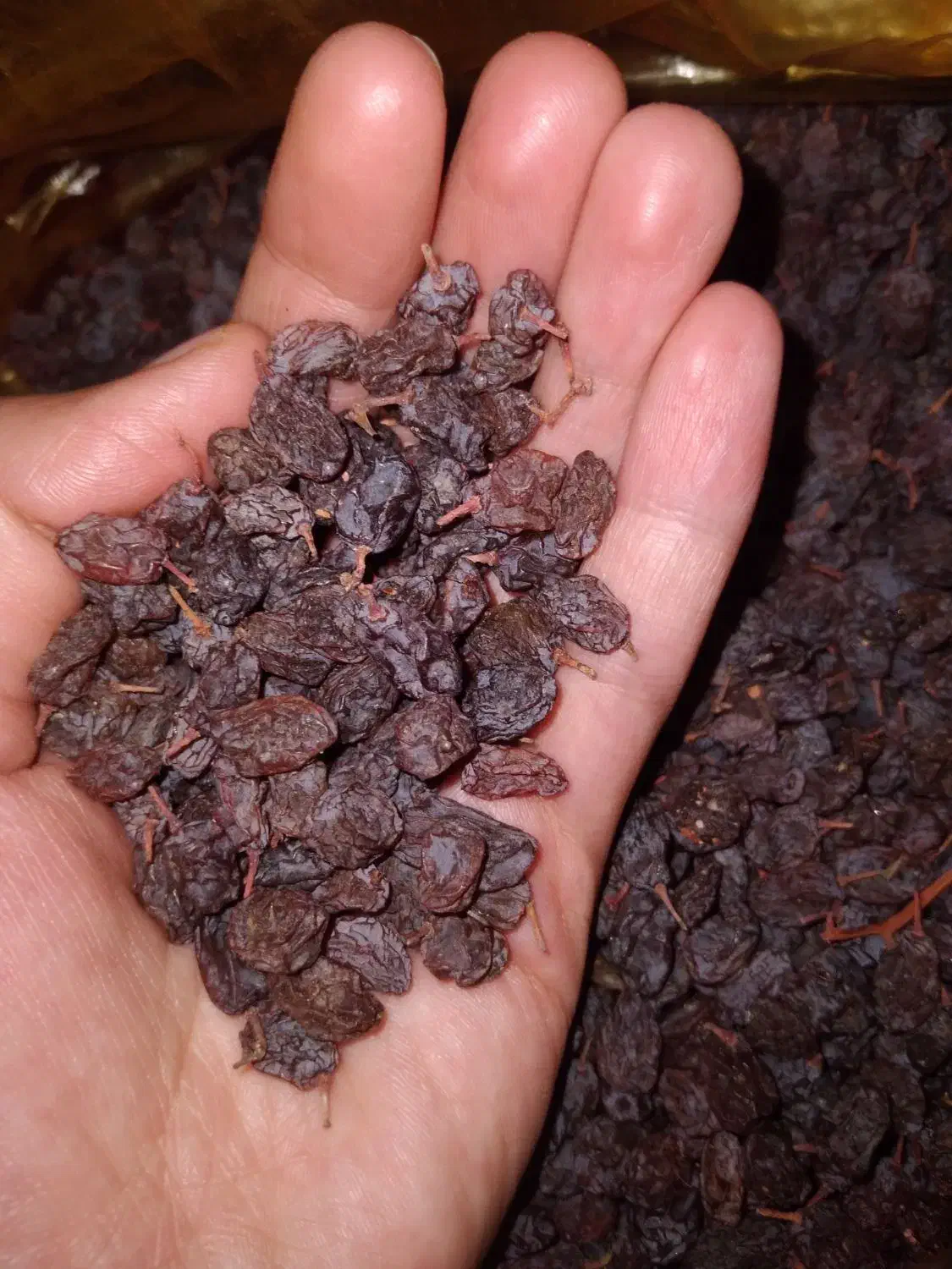 کشمش اعلا|خوردنی و آشامیدنی|بناب, |دیوار