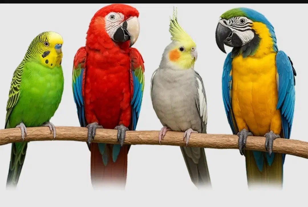 واگذاری پرنده|پرنده|تهران, شیخ هادی|دیوار