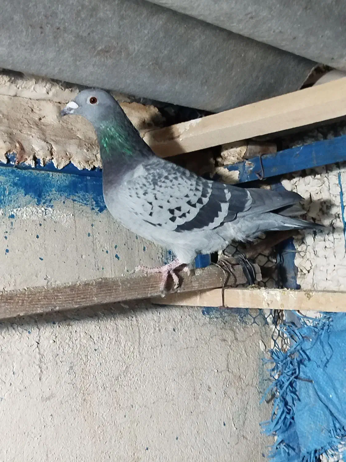 کفترآلمانی،ماده|حیوانات|اسلام‌شهر, شاطره|دیوار