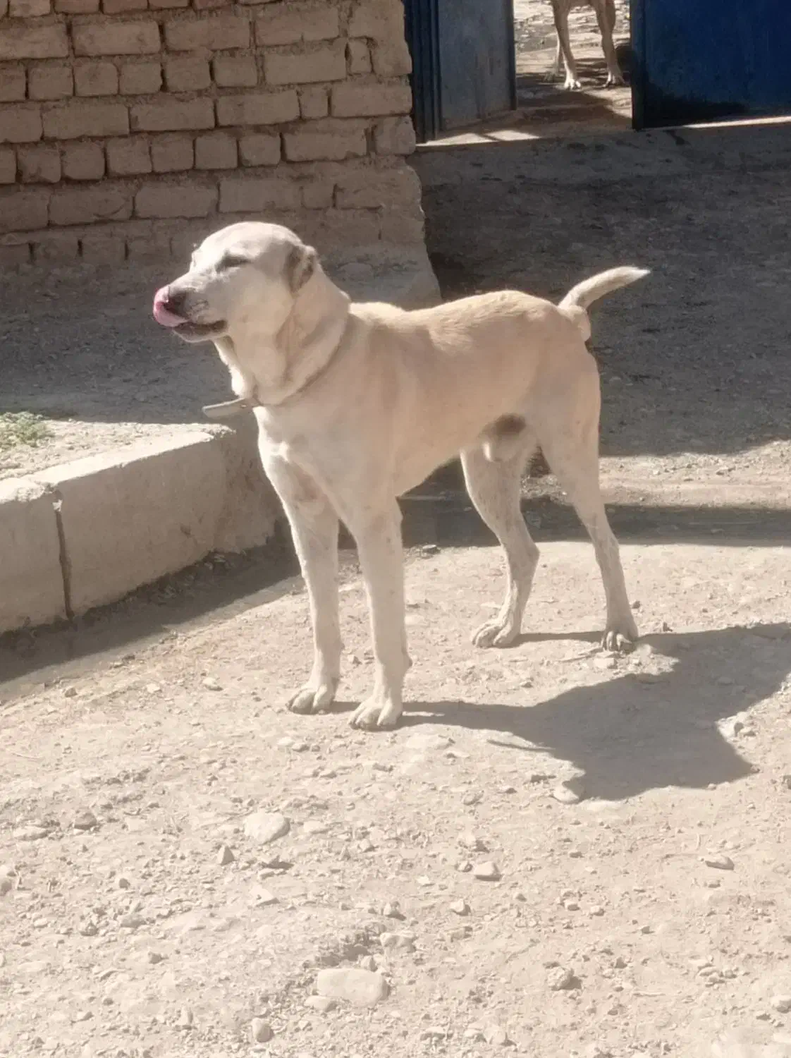 سگ گله ای نگهبان|سگ|کرمانشاه, |دیوار
