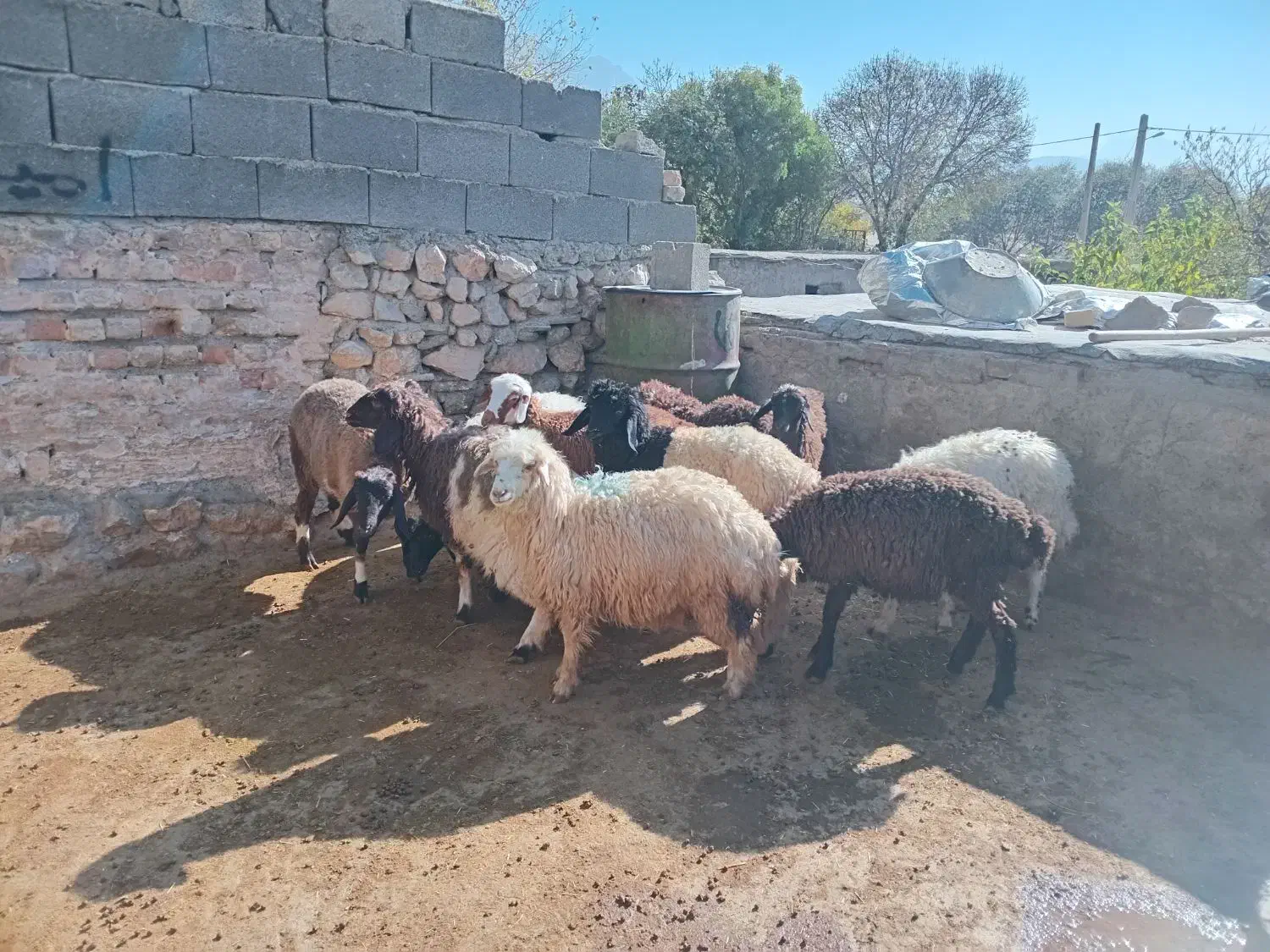 بره سالم ۵تا ماده ۵تانر|حیوانات مزرعه|بیلوار, |دیوار