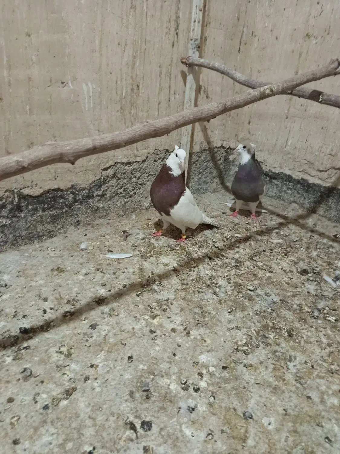 طوقی|پرنده|بهارستان, |دیوار