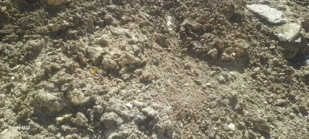 کود حیوانی|لوازم جانبی حیوانات|خاوه, |دیوار