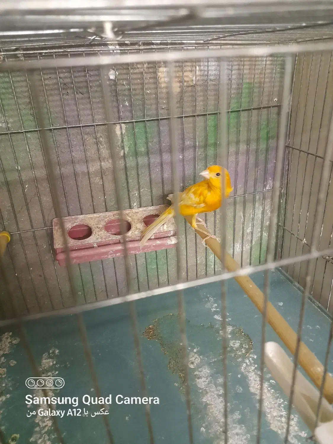 قناری نر سرخ تبریزی درقرچک|پرنده|قرچک, مهدیه|دیوار