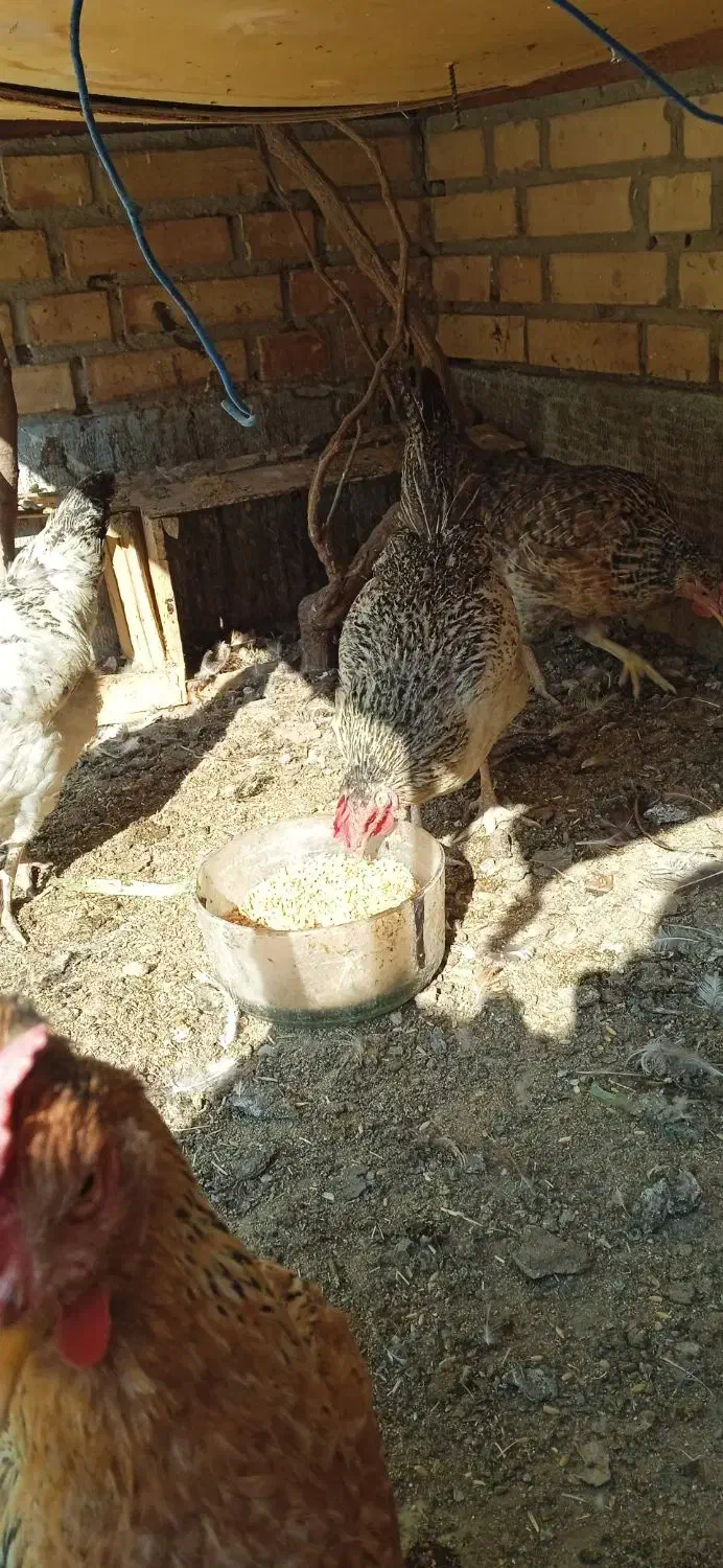 مرغ تخمگذار|حیوانات مزرعه|کهریزک, |دیوار