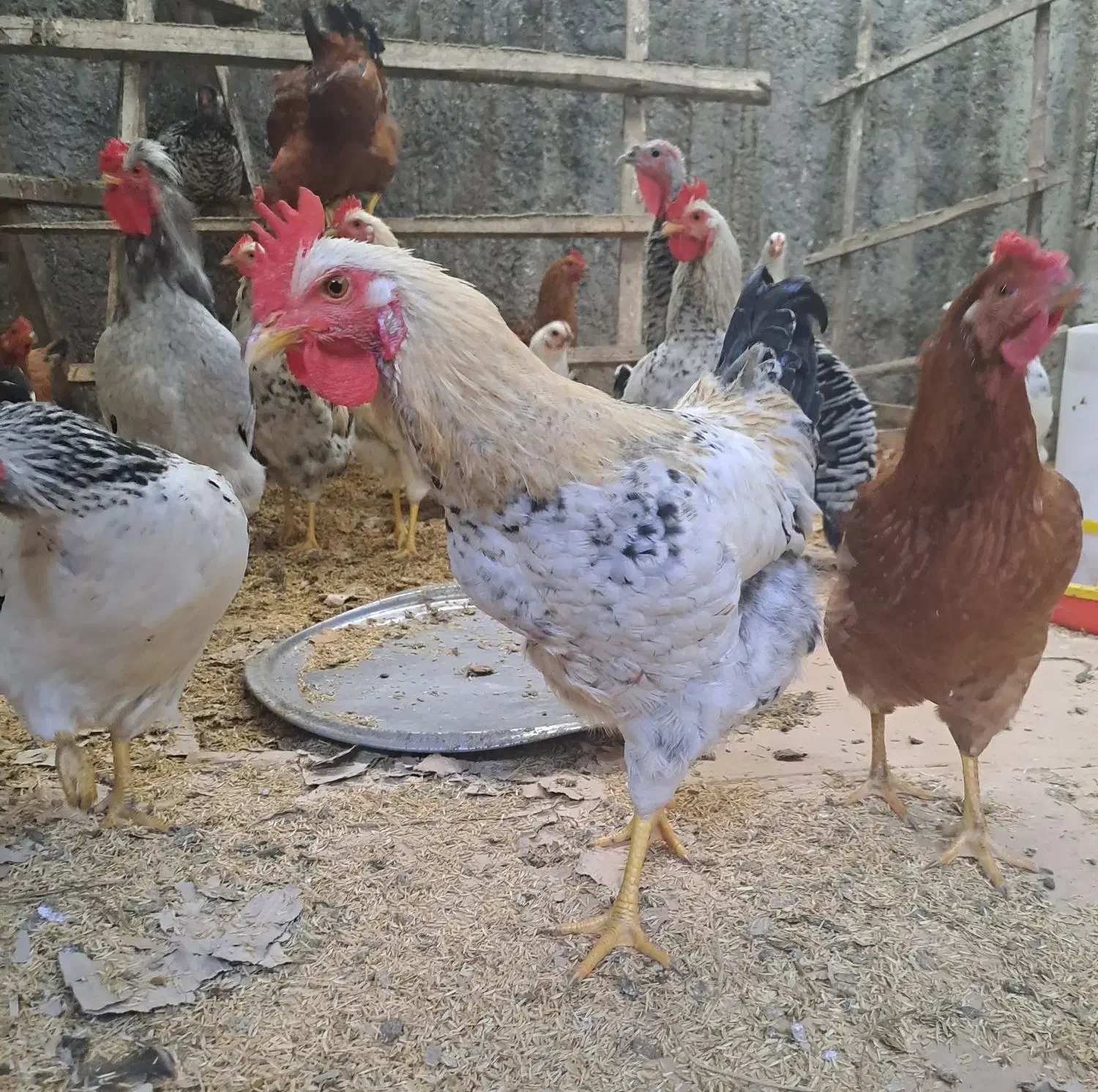 ۵ عدد خروس برای فروش موجوده|حیوانات مزرعه|کلاچای, |دیوار