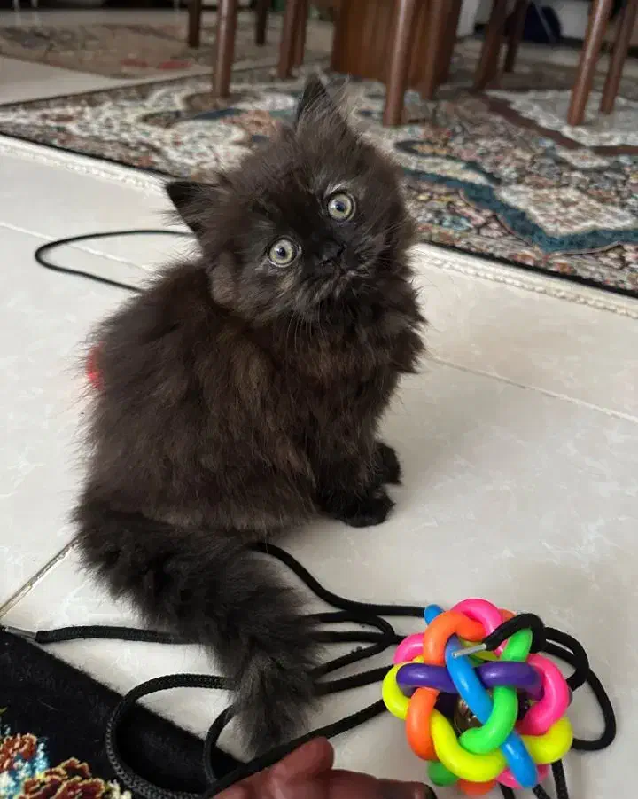 گربه خوشگل و شیطون|گربه|رشت, کوی مهر|دیوار