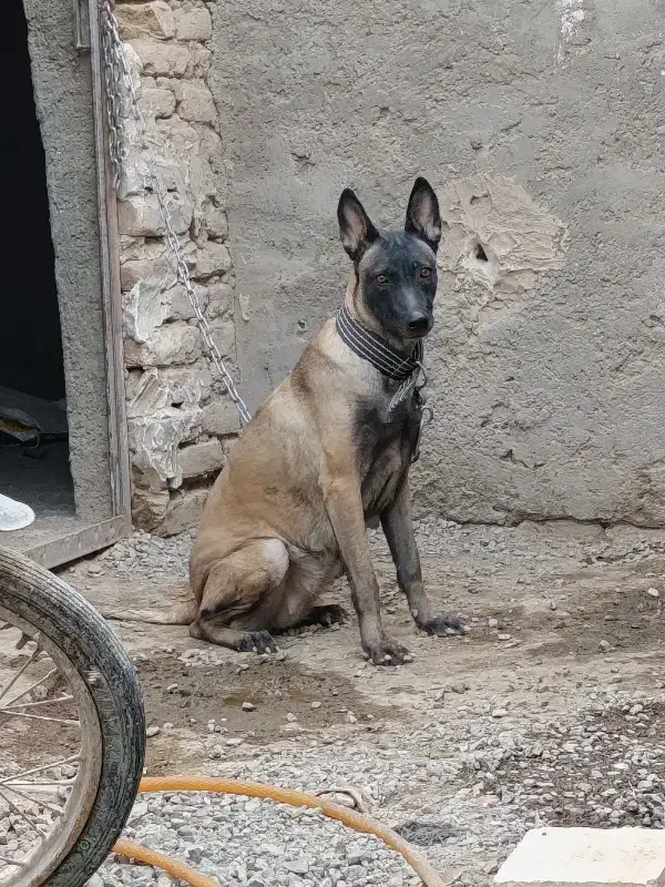 ماده مالینویز|سگ|بم, |دیوار