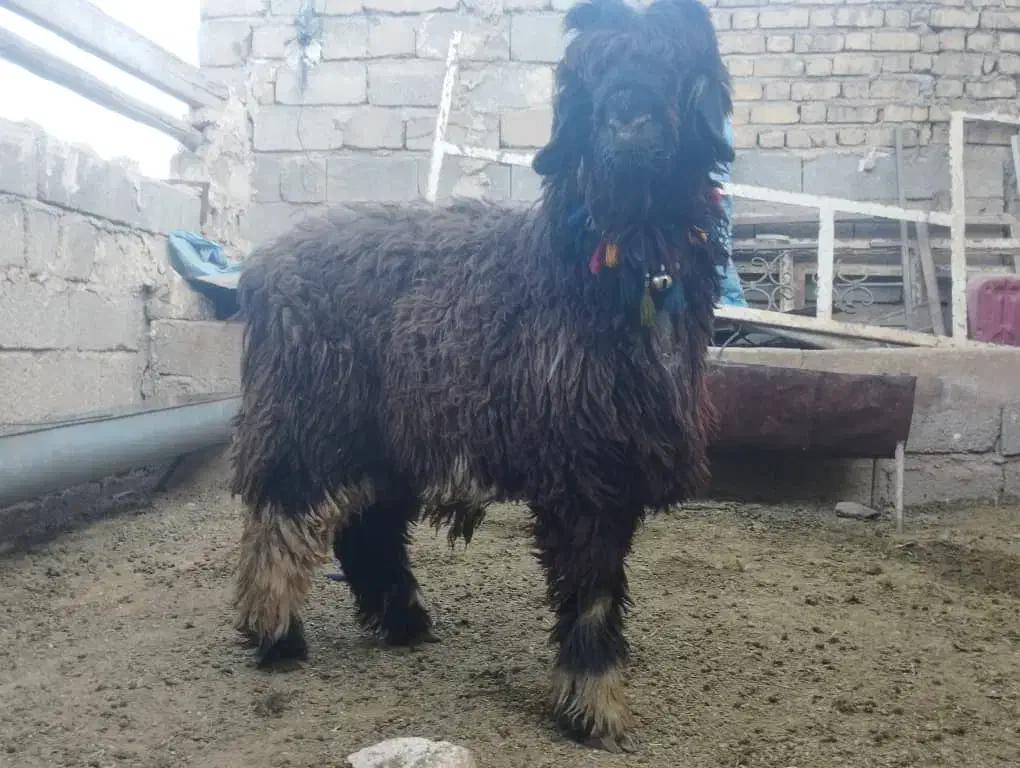 بره نر|حیوانات مزرعه|شیراز, بید زرد|دیوار