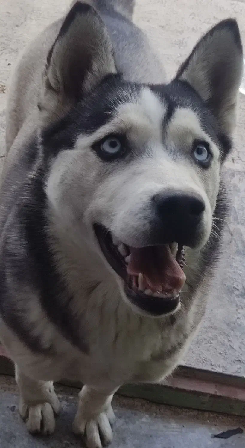 سگ  هاسکی|سگ|اردبیل, |دیوار