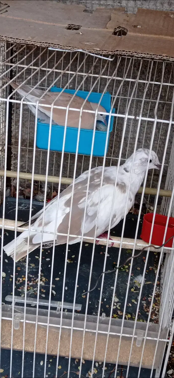 کبوتر خانگی|پرنده|ایرانشهر, |دیوار