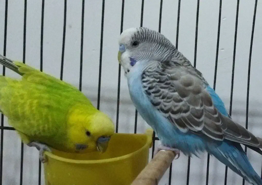 دو عدد مرغ عشق خوش رنگ و زیبا|پرنده|کبودرآهنگ, |دیوار