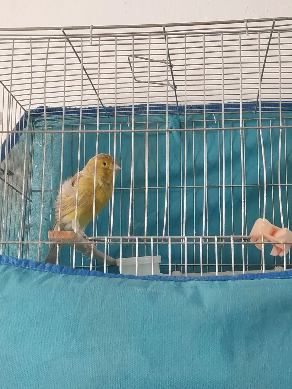 قناری|پرنده|پاکدشت, پاکدشت (مامازند)|دیوار