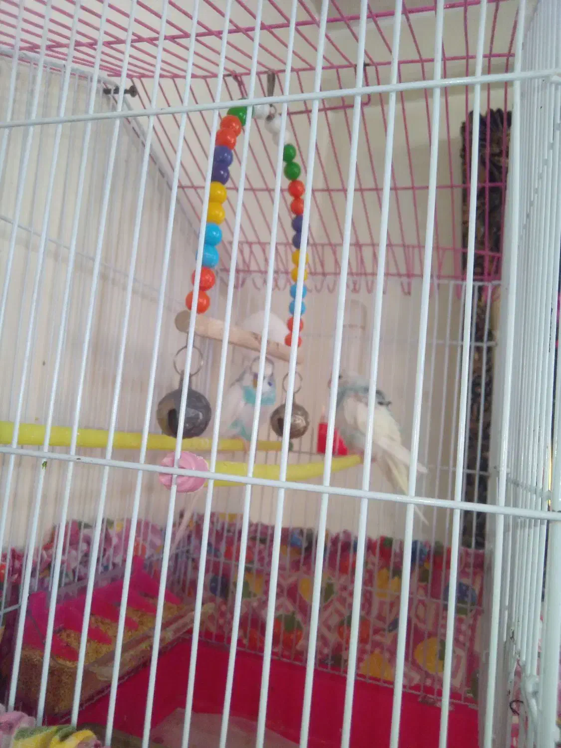 مرغ عشق|پرنده|نسیم‌شهر, |دیوار