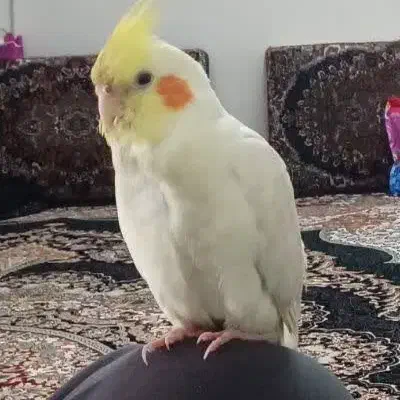 گمشده|حیوانات|قم, علی آباد سعدگان|دیوار