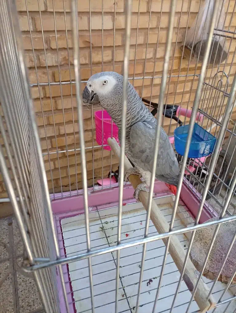 کاسکوجوان|پرنده|شیراز, تندگویان|دیوار