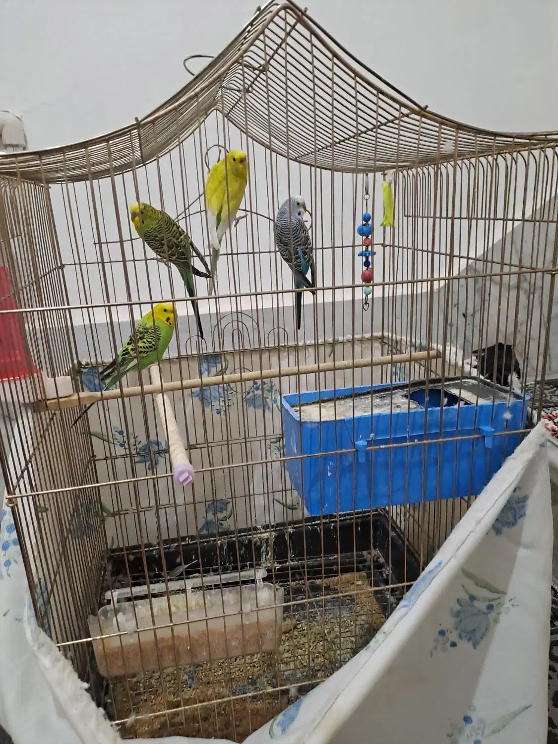 مرغ عشق|پرنده|نسیمشهر, |دیوار